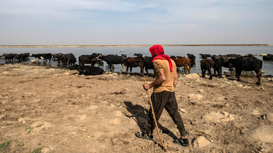 A Syrian farmer watches buffalos as they drink on the shores of the Tigris River in al-Malikiyah (Derik) in the northeastern Hasakah province, Syria, Oct. 31, 2020.