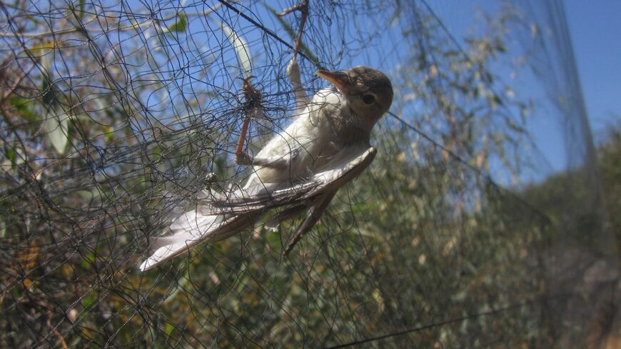 An Olivaceous Warbler caught in a mist net, in a photo released by BirdLife Cyprus on April 16, 2014