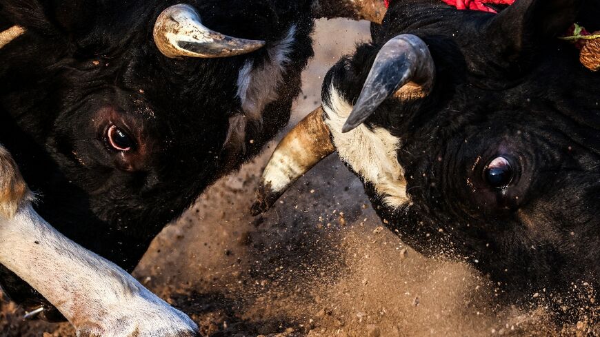 Bulls lock horns during a traditional bullfight in the Gulf emirate of Fujairah, on February 5, 2022

