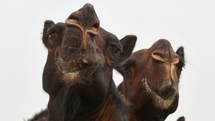 Qatar held an international camel festival this week