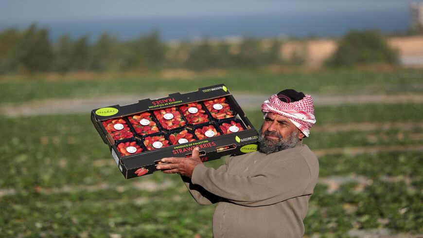 A Palestinian farmer carries boxed strawberries as they are harvested for home consumption and export in Beit Lahia, Gaza Strip, Dec. 10, 2013.