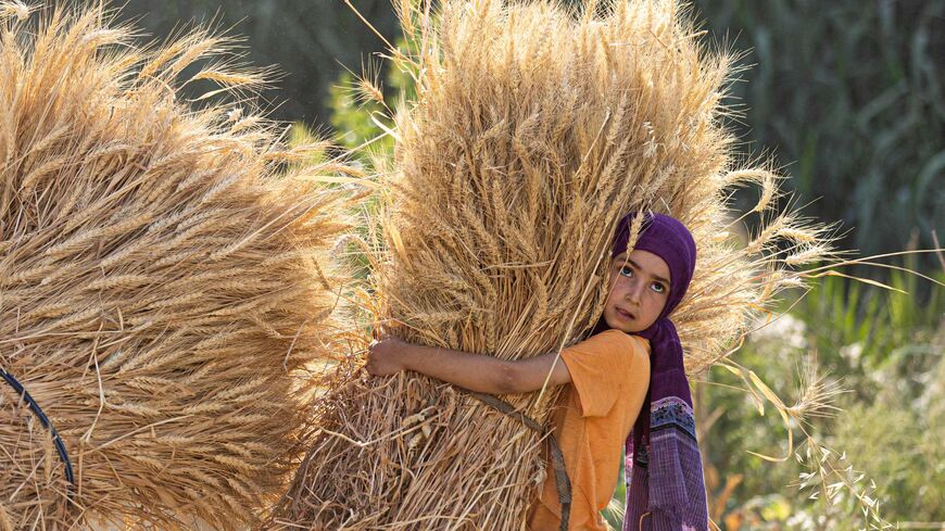 An Egyptian girl takes part in wheat harvest in Bamha village near al-Ayyat town in Giza province, some 60Km south of the capital on May 17, 2022. (Photo by Khaled DESOUKI / AFP) (Photo by KHALED DESOUKI/AFP via Getty Images)