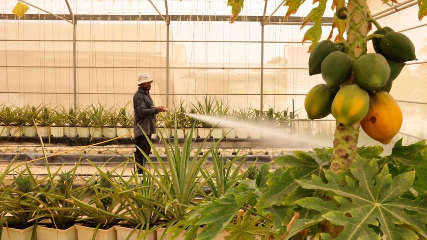 A farmer waters potted pineapple plants at a greenhouse in al-Awir desert in the Gulf emirate of Dubai on July 7, 2022. (Photo by Karim SAHIB / AFP) (Photo by KARIM SAHIB/AFP via Getty Images)
