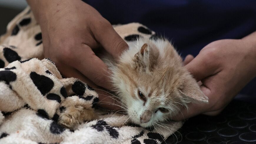 Six-month-old Bebe is suffering from a strain of feline coronavirus that is wreaking havoc on the prolific cat population of Cyprus