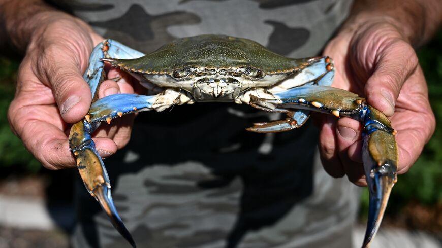 The invasive blue crab is a particularly aggressive species threatening local shellfish and fish in the delta where the River Po reaches the Adriatic sea