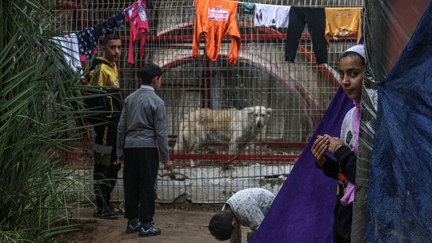 Displaced Palestinians have sought shelter at Rafah zoo from the fighting in Gaza