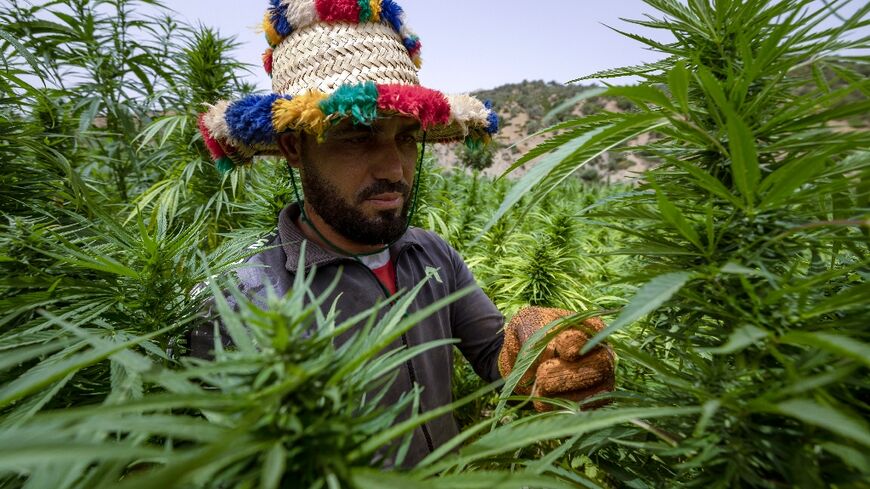 Cannabis cultivation has reached new highs in Morocco after partial legislation