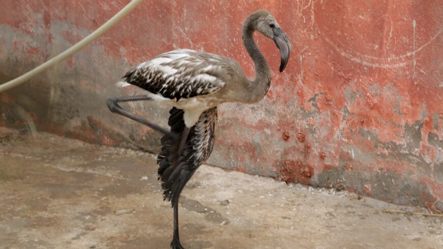 A rescued flamingo is pictured at a sanctuary where the birds had been brought after their lake dried up in Algeria