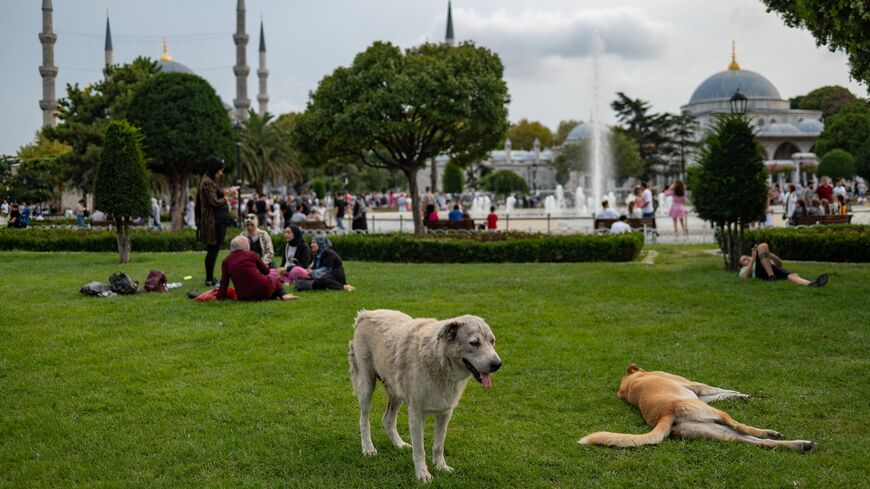 Stray dogs lie on the grass in front of the Blue Mosque in Istanbul on August 23, 2022.