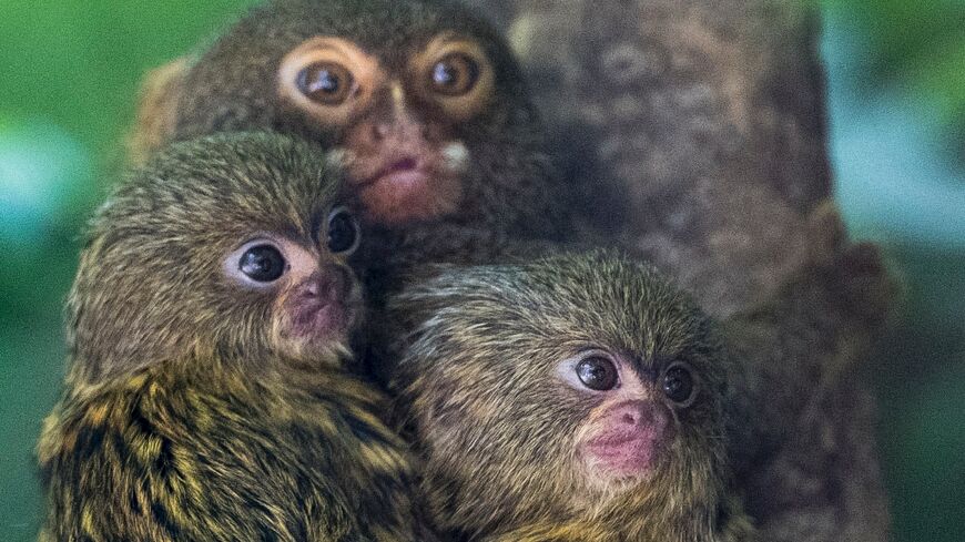 Pygmy marmoset cubs are pictured with their mother in their enclosure at the Mulhouse Zoo, eastern France