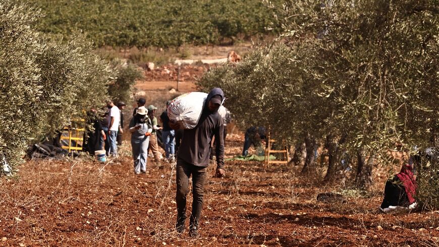 A Palestinian farmer carries a sack of olives during the harvest season in the village of Qusra, south of Nablus in the occupied West Bank