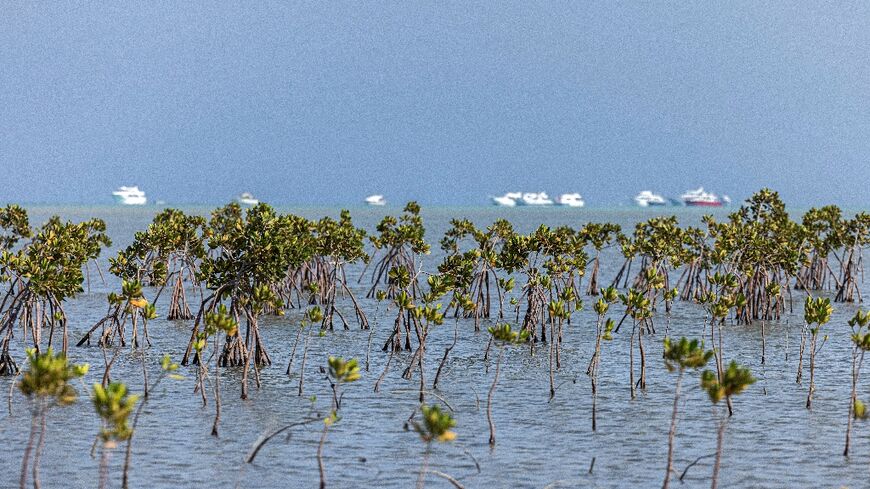 Leisure boats are stationed near a mangrove forest south of Marsa Alam along Egypt's southern Red Sea coast 