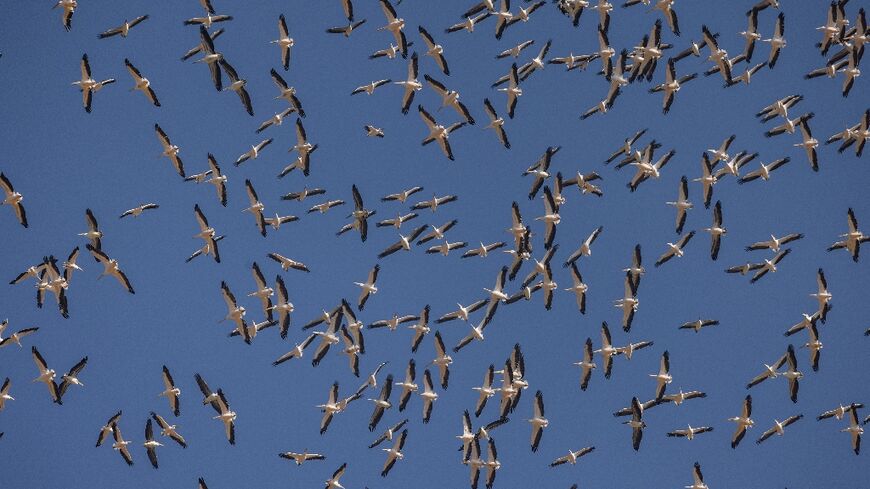 A flock of pelicans flies over the Hula Valley in northern Israel during their winter migration from Europe to Africa