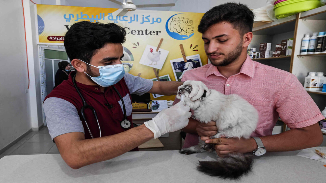 Palestinian veterinarian Mutasem Qaddoura examines a cat at a clinic in Gaza City, Gaza Strip, May 24, 2021.