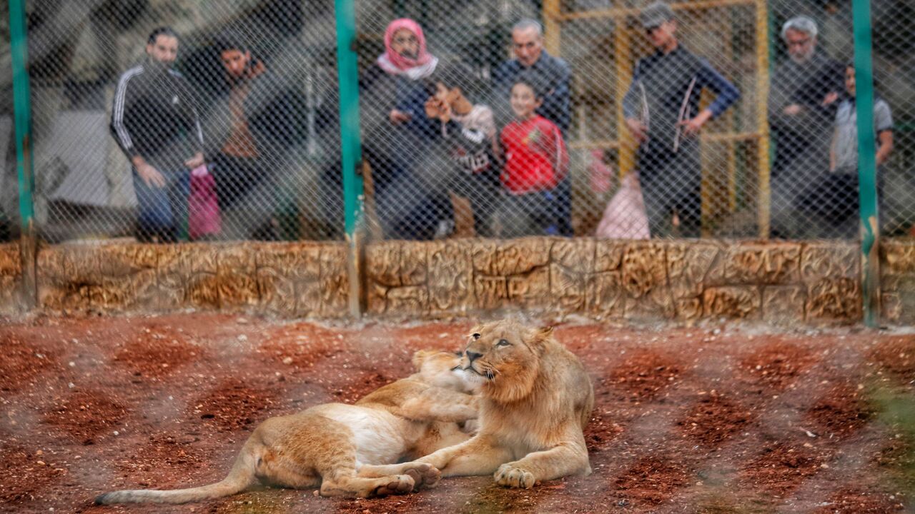 Idlib zoo