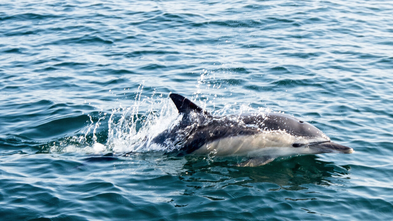 An Atlantic white sided dolphin swims off the coast of La Turballe, western France on Sept. 28, 2018. 