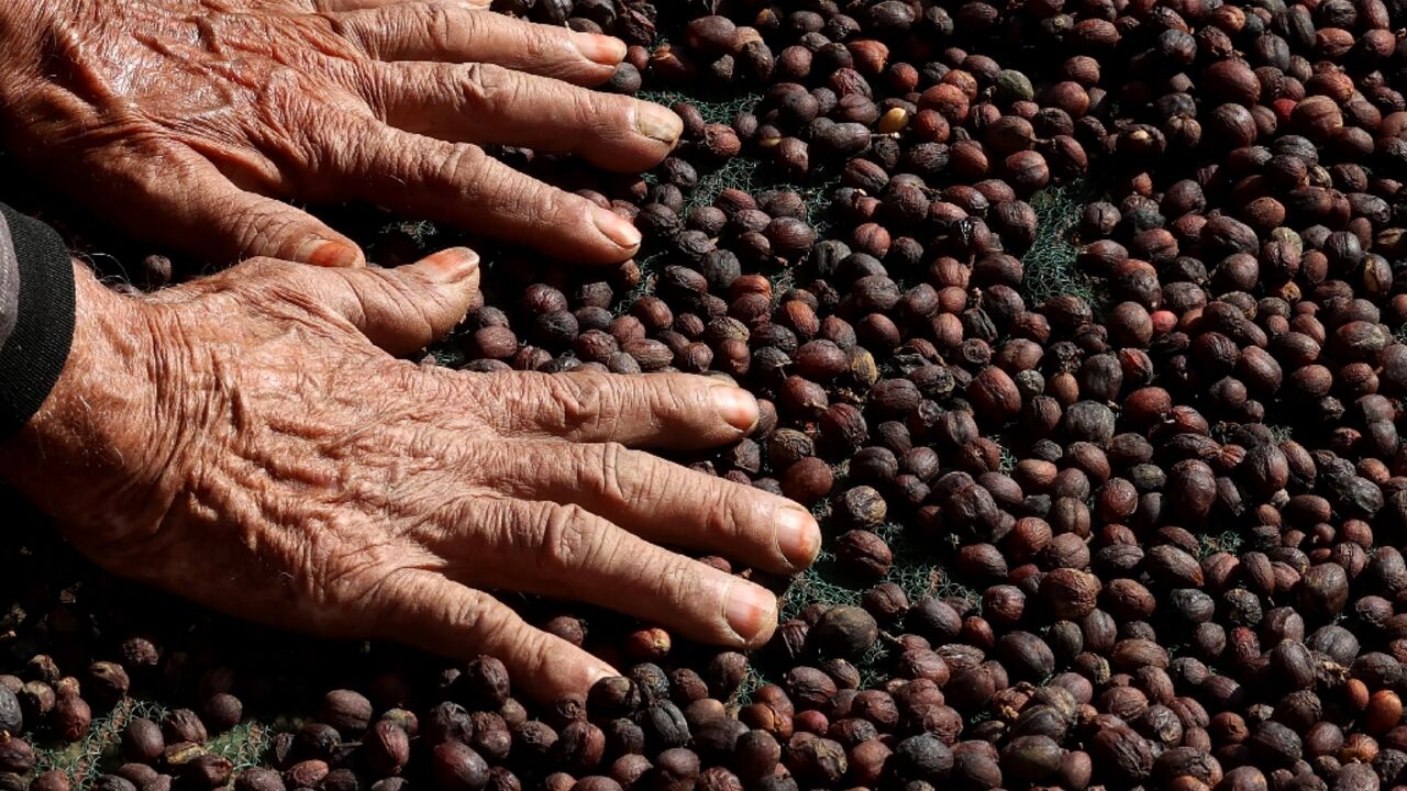 Saudi farmer Farah al-Malki, 90, checks his Khawlani coffee beans 