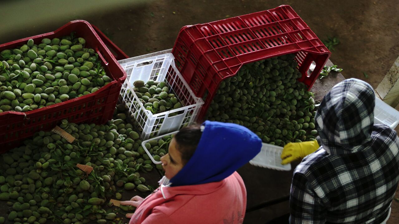 Lebanese workers pack fruits and vegetables.