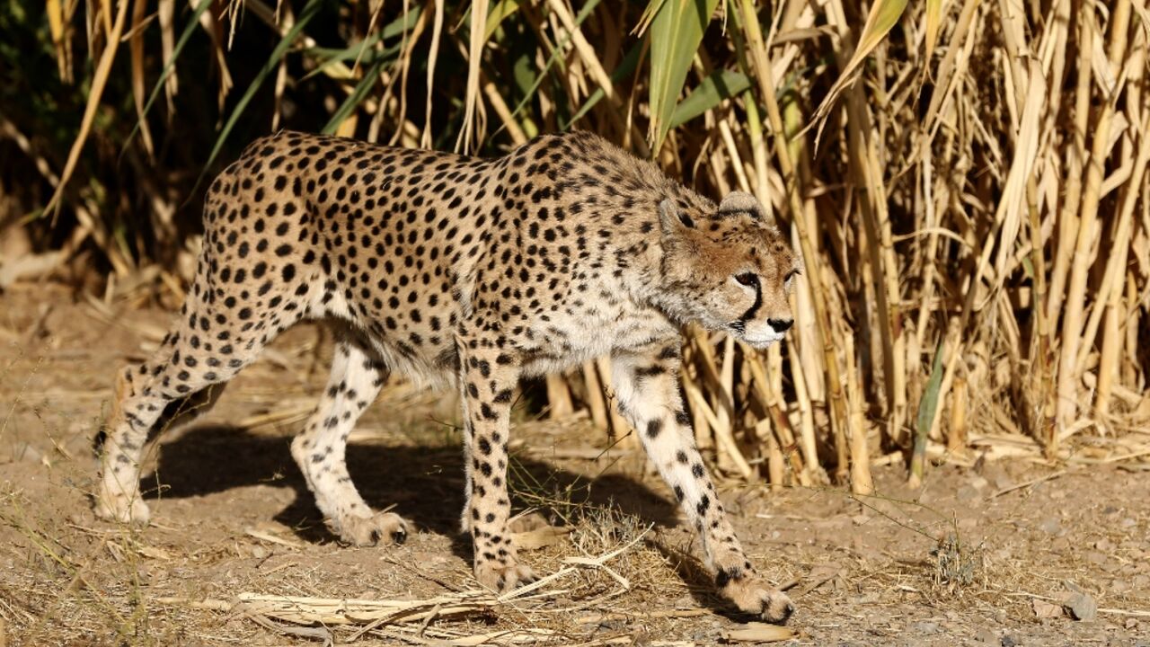 A critically endangered Asiatic cheetah is seen in its enclosure at Pardisan Park in the Iranian capital Tehran in 2017. Just a dozen individuals are believed to survive in the wild 