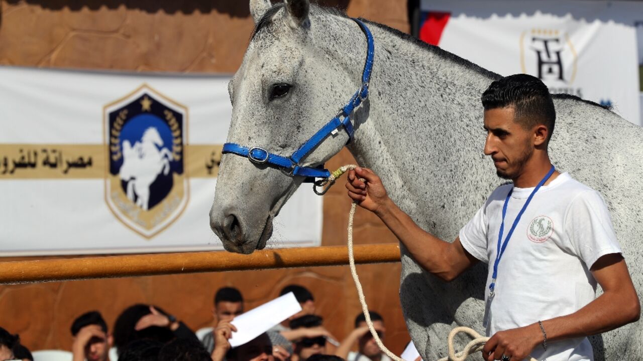 A three-day auction in Libya's Mediterranean coastal city of Misrata found homes for 96 of some 150 horses on sale