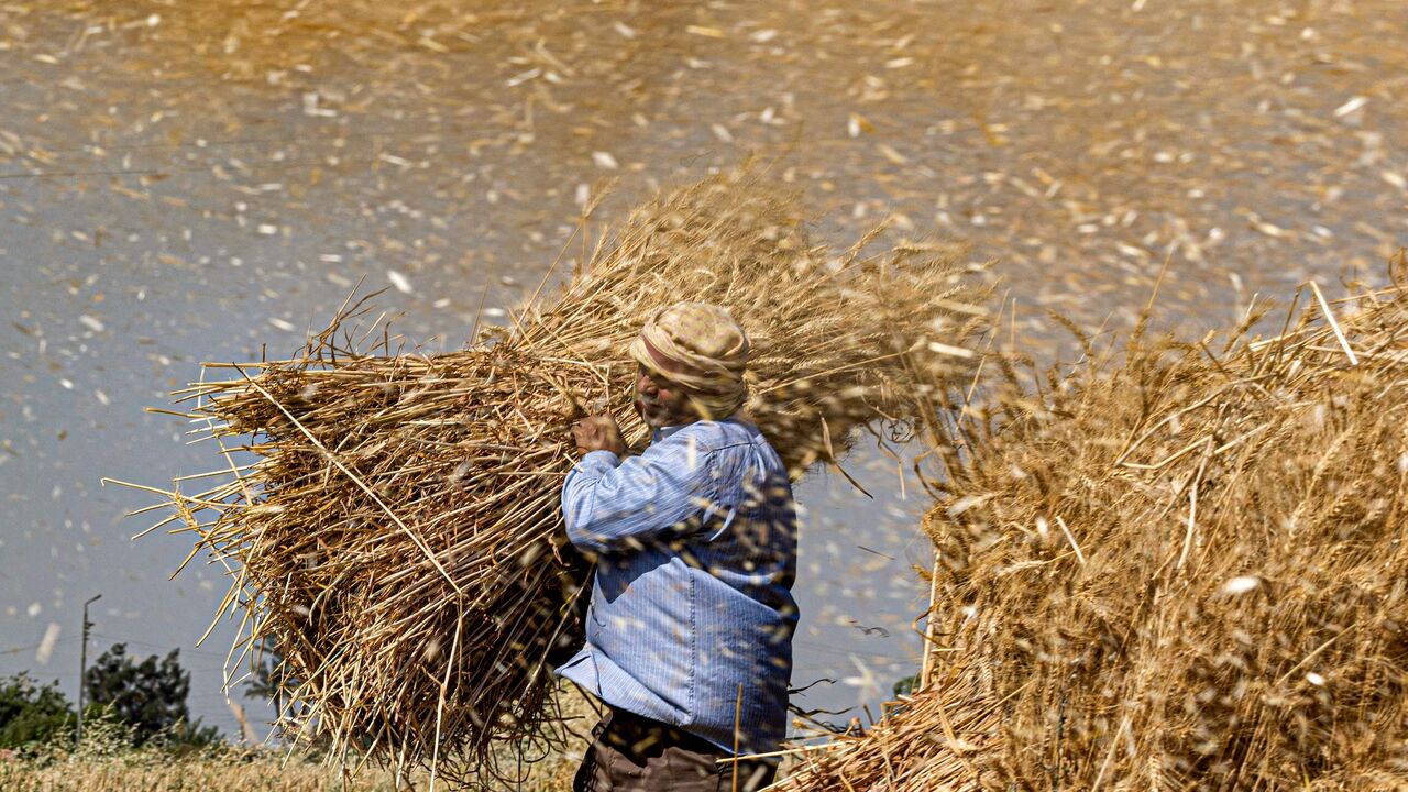 A man carries a bale of wheat during the harvest in the village of Bamha near al-Ayyat in Egypt.