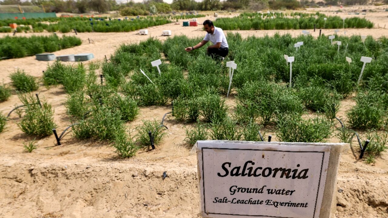 Salicornia, a succulent, is already being used as a salt replacement in burger patties, a rare farming success in the oil-rich United Arab Emirates which imports nearly all of its food