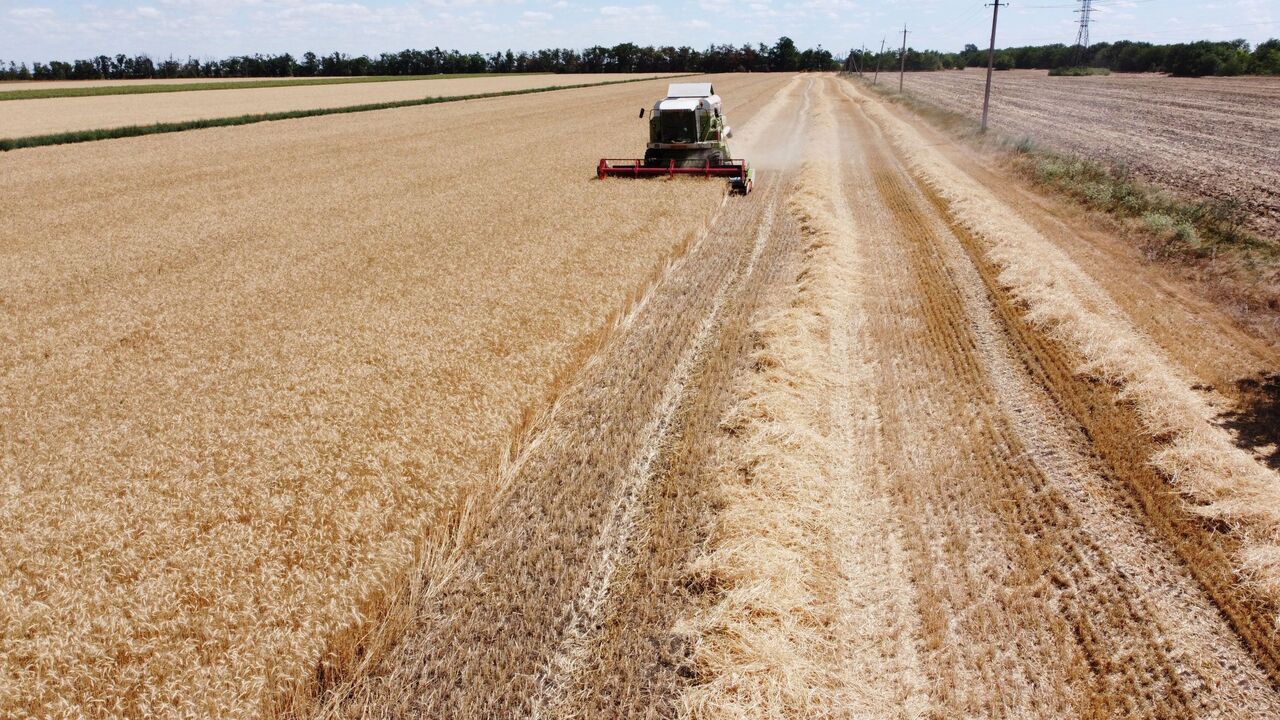 Ukraine wheat
