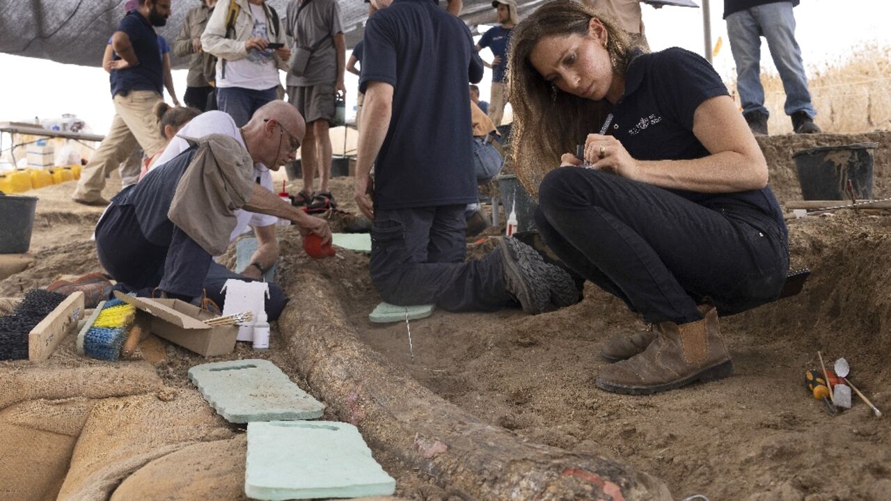 Archaeologists, paleontologists and conservators work on August 31, 2022 at the site where the tusk was discovered in southern Israel