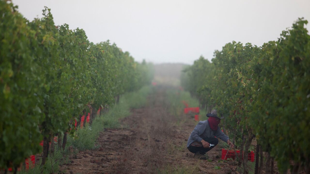 Syria harvest