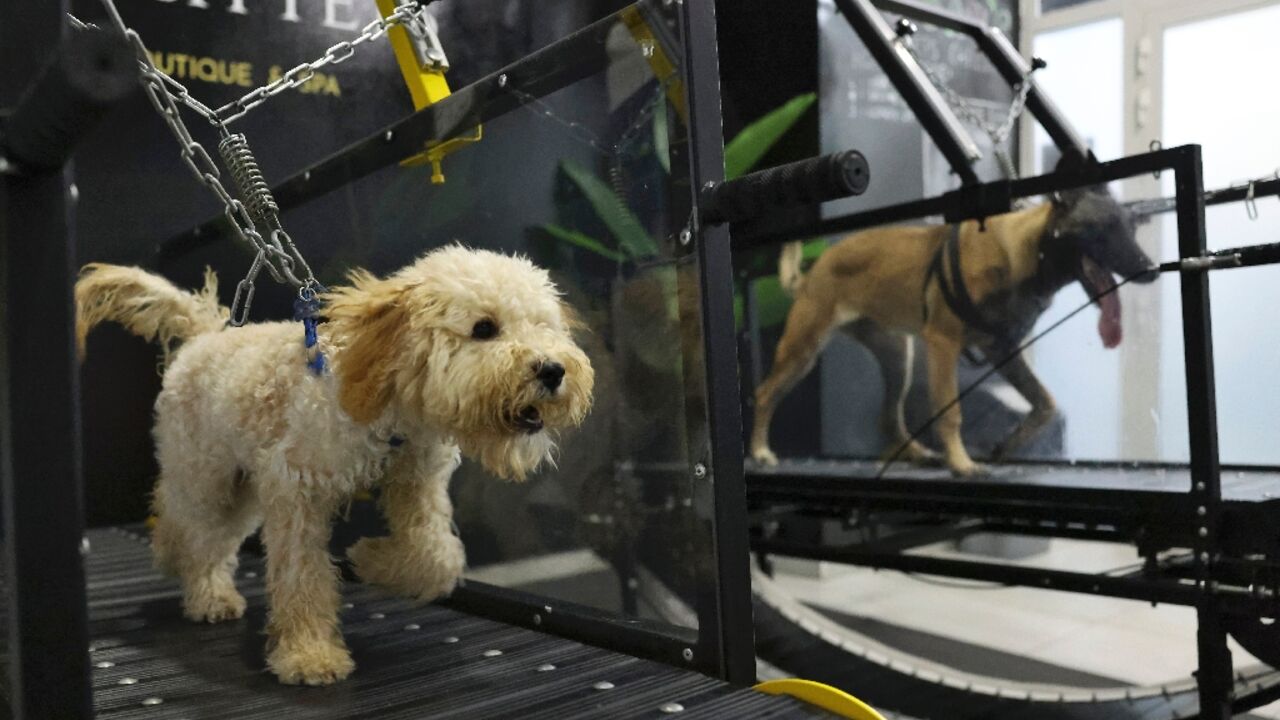 Dogs run on a treadmill in air-conditioned comfort at a gym and salon in the Emirati capital Abu Dhabi