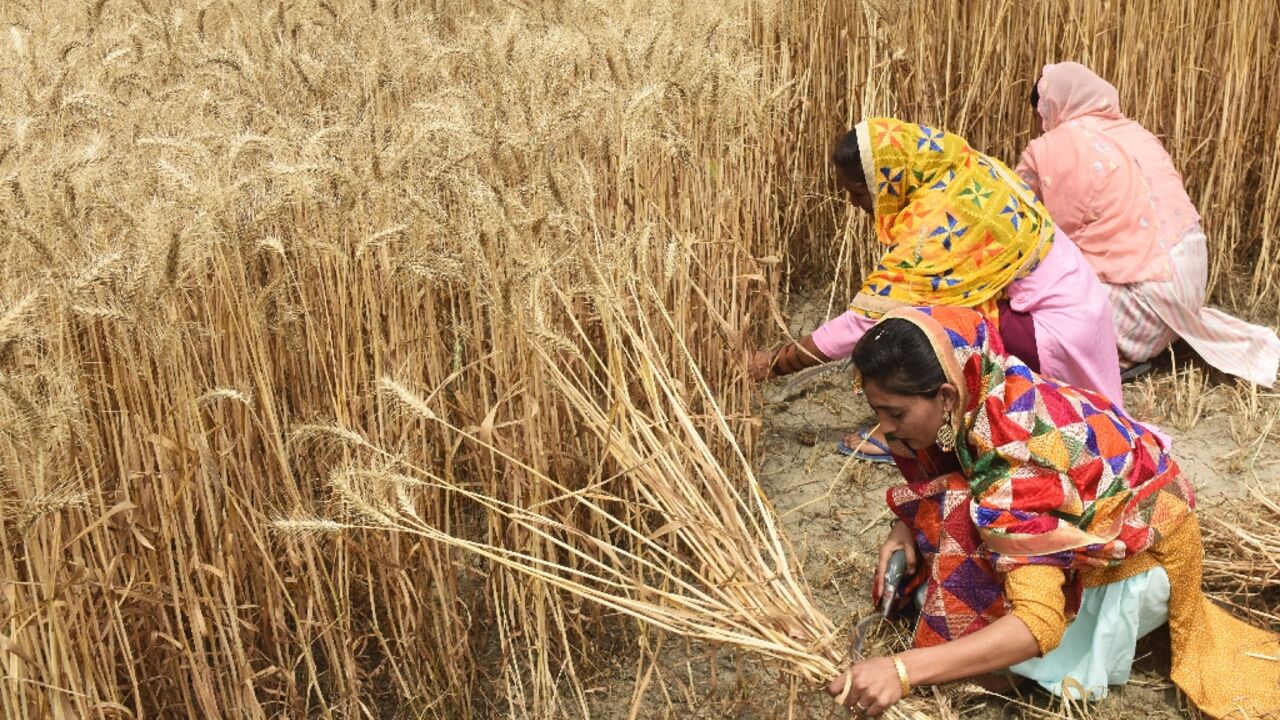 Record temperatures earlier this year hit India's wheat production 