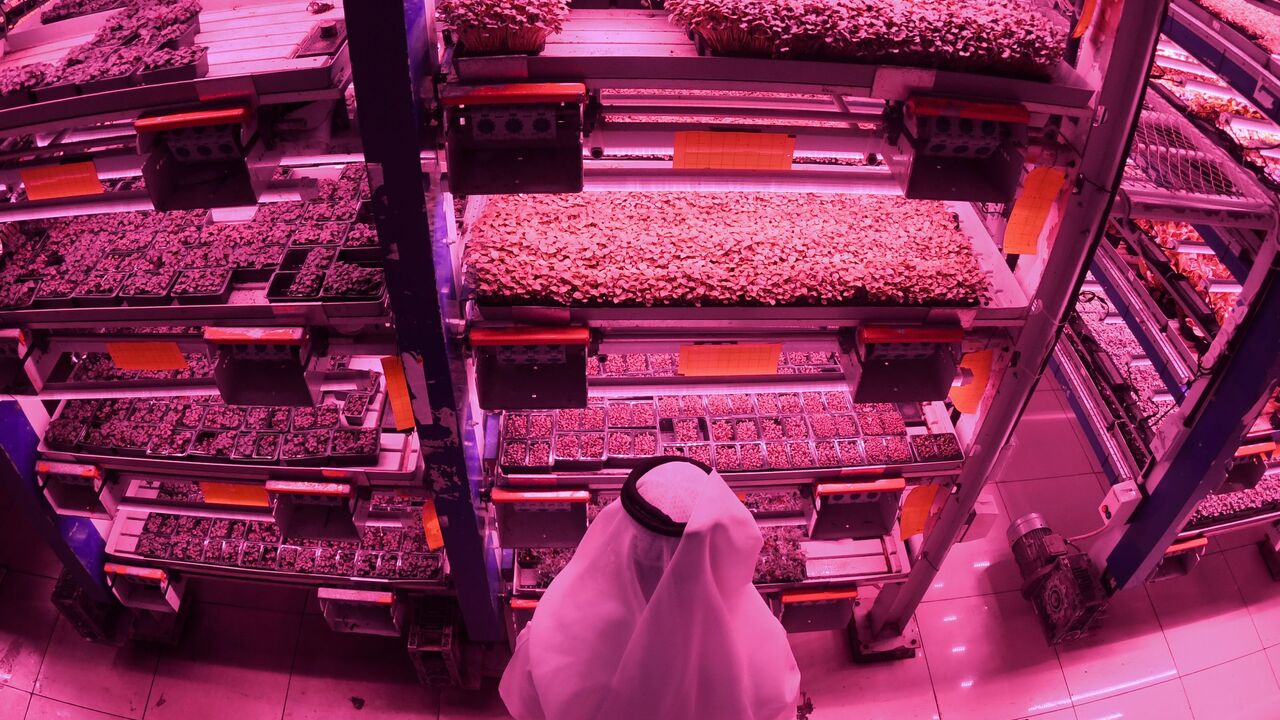 A picture shows the UAE's al-Badia Farms in Dubai, an indoor vertical farm using innovative hydroponic technology.