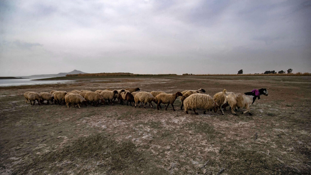 Sheep walk amid drought and low water levels in the Euphrates River in the western countryside of Tabqa, Raqqa governorate, Syria, Nov. 22, 2022.