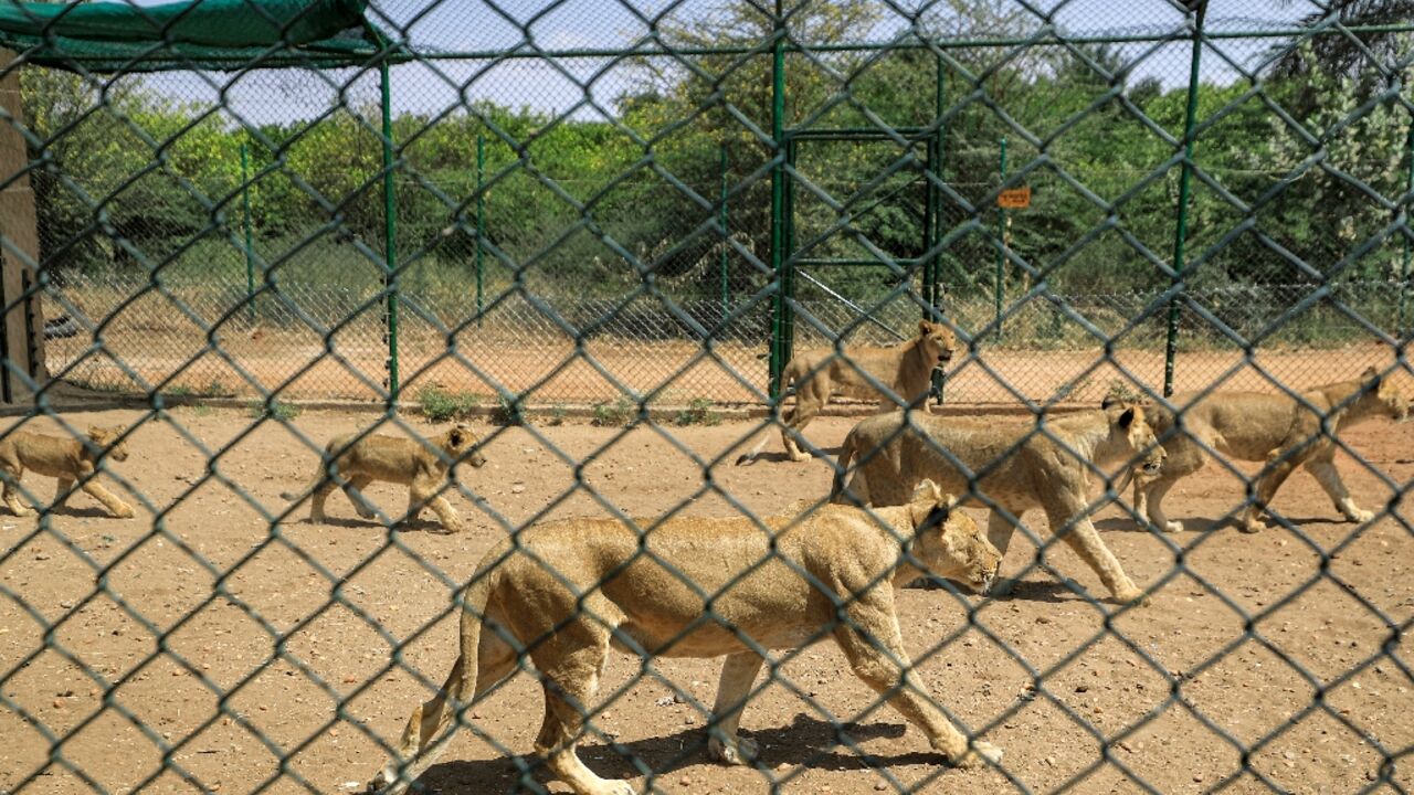 Lions seen in an enclosure at the Sudan Animal Rescue Centre south of the capital Khartoum in February 2022 are now in a critical situation according to their keepers due to the violence sweeping Sudan
