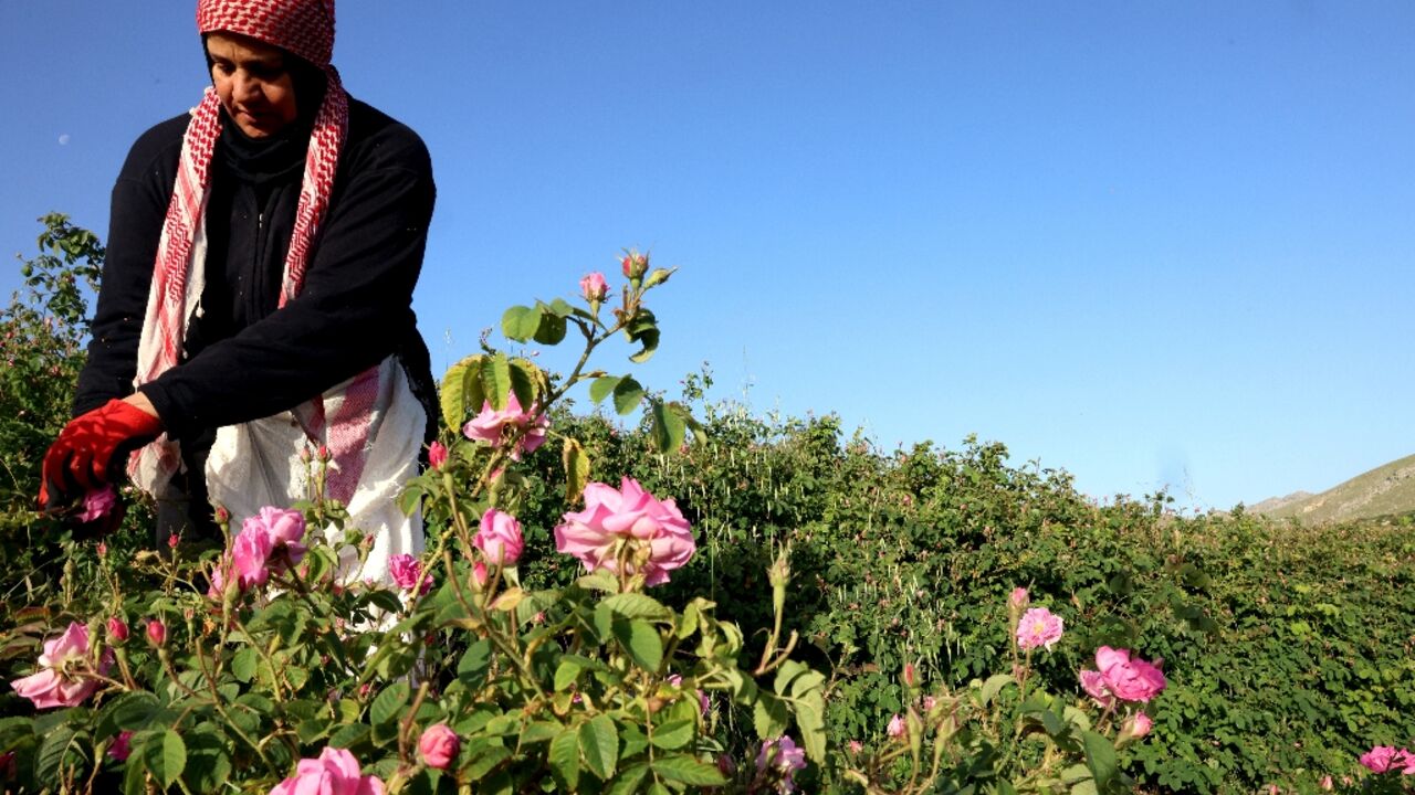 The oil derived from the famed Damask rose is a staple of perfumers, while rose water is used across the Middle East