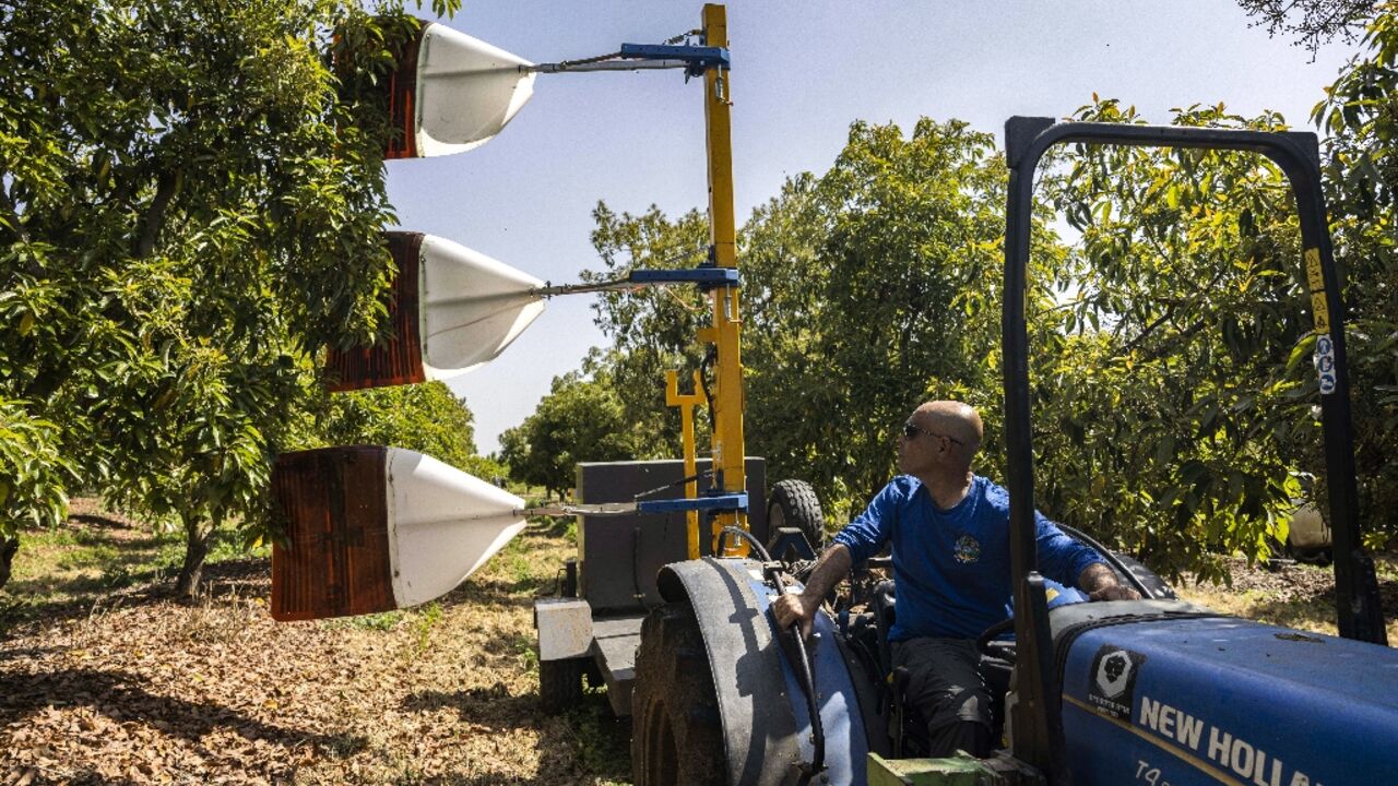 A farmer drives a tractor pulling a pollination device at an avocado orchard at the Eyal kibbutz