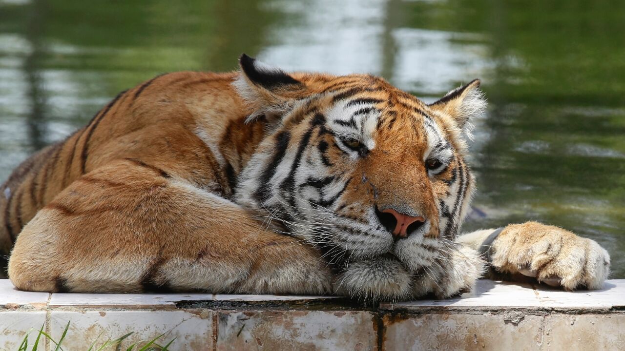 A Siberian tiger cools off amid sweltering temperatures at Baghdad Zoo