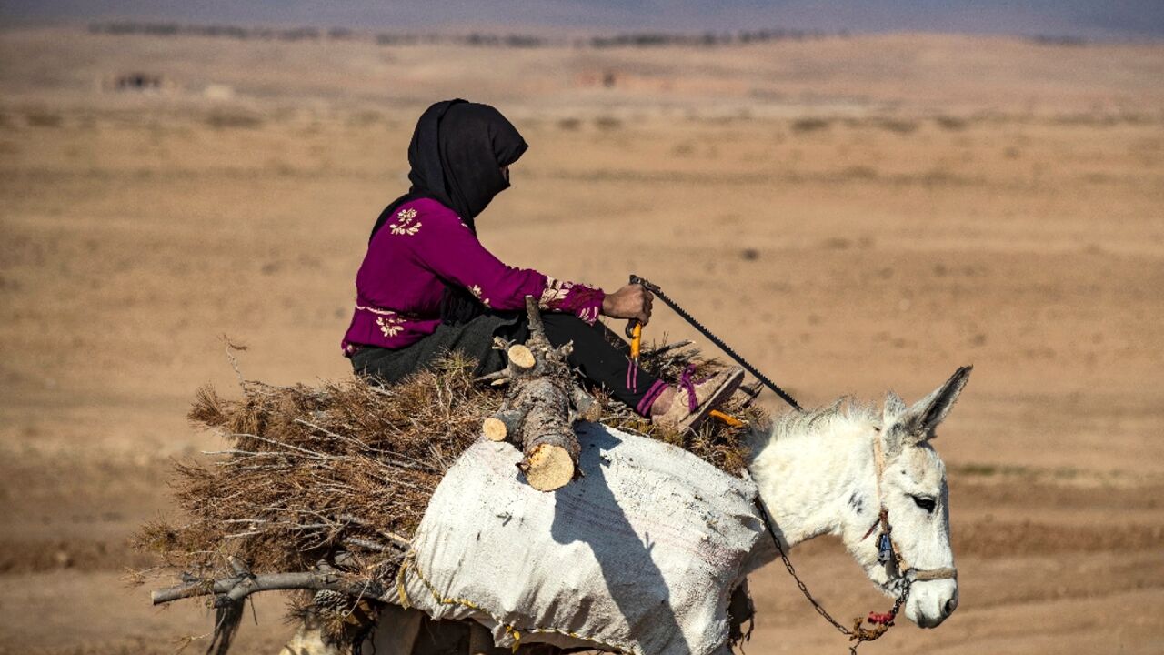 A woman on a donkey carrying wood from trees cut at the Mount Abdulaziz nature reserve outside Hasakeh