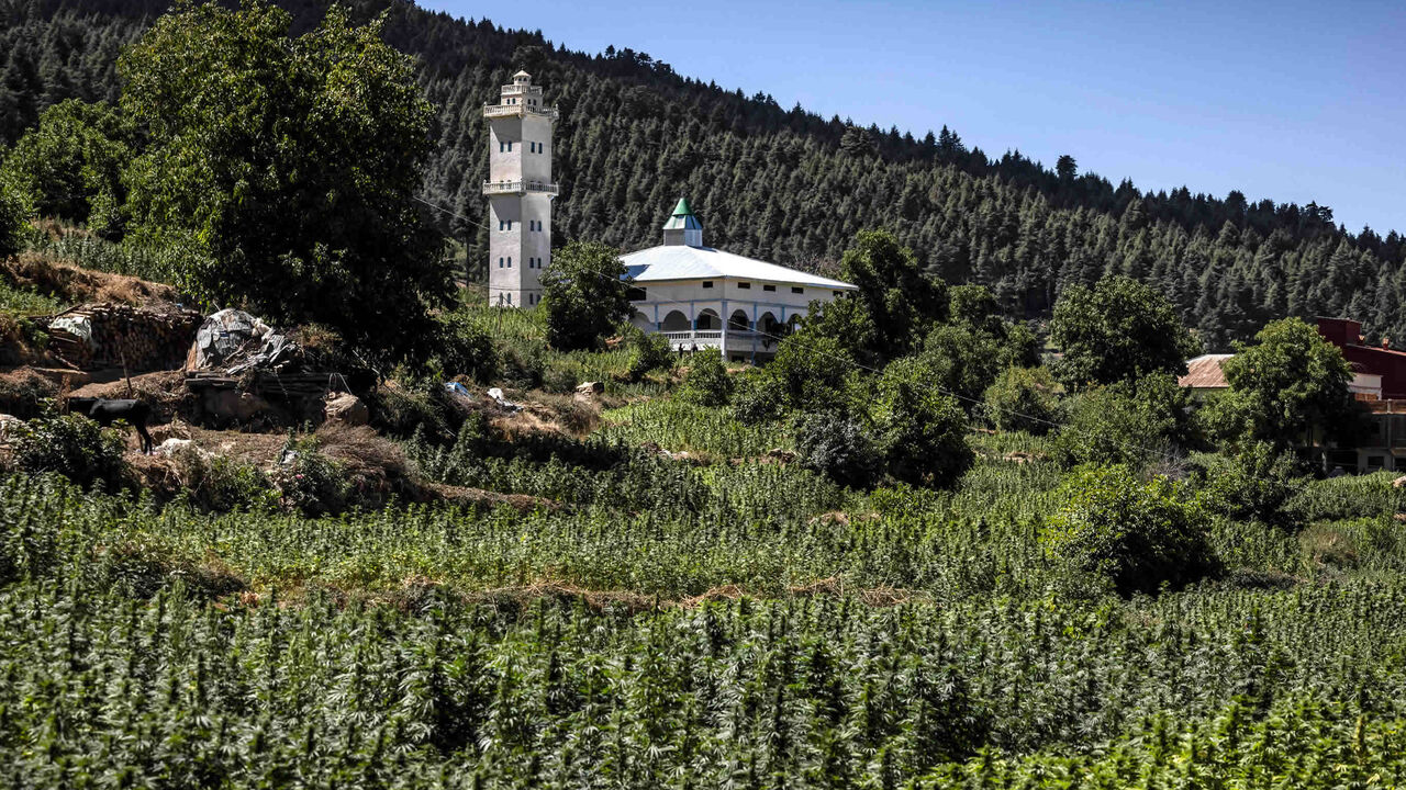A cannabis field is seen in the village of Azila in Ketama region at the foot of the marginalized and underdeveloped mountainous region of Rif, Morocco, Sept. 16, 2022.