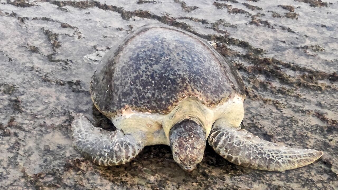 With sands made hotter by climate change, sea turtle eggs are rarely yielding male turtles, which require cooler temperatures during the incubation period