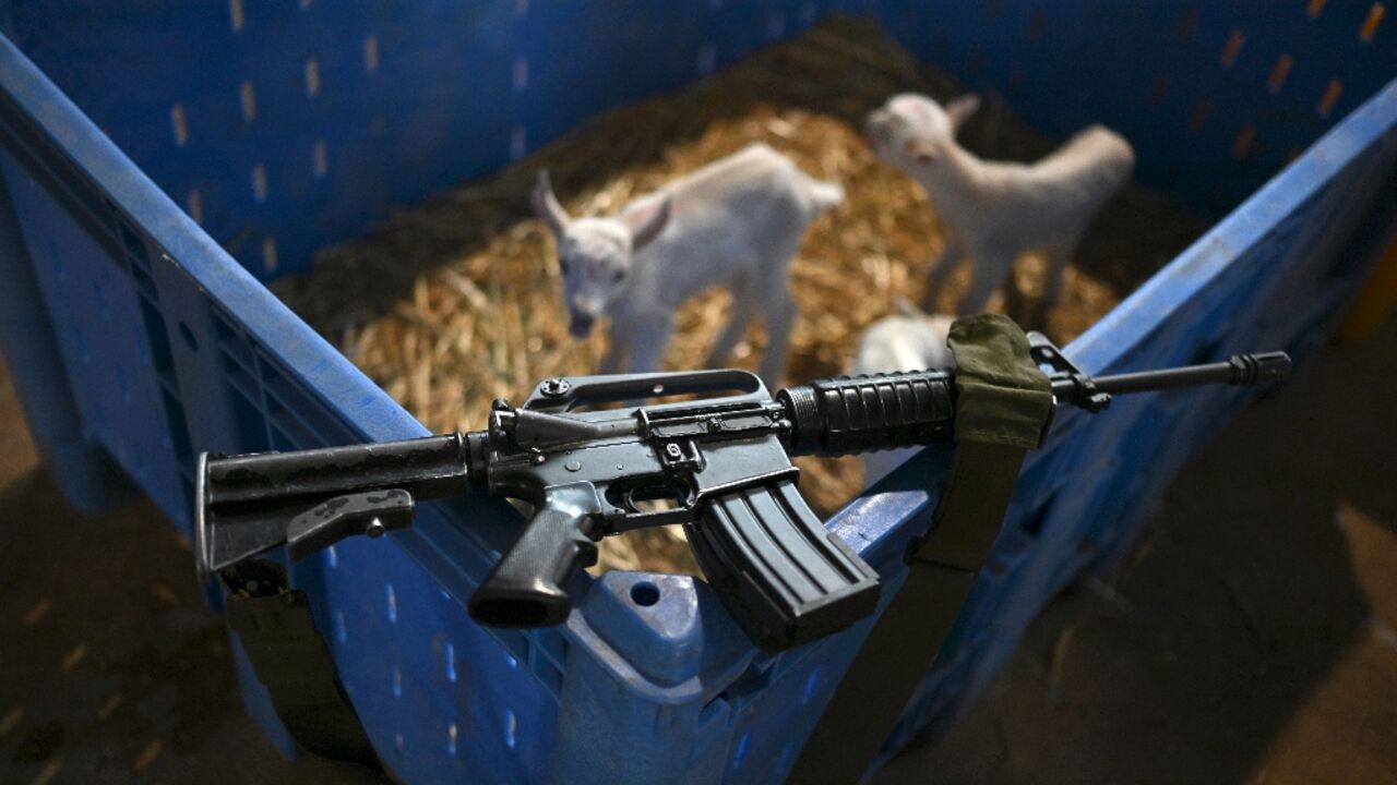 Newborn goats in a nursery next to a US-made M16 automatic rifle at the farm in Goren village near the northern Israeli border with Lebanon 