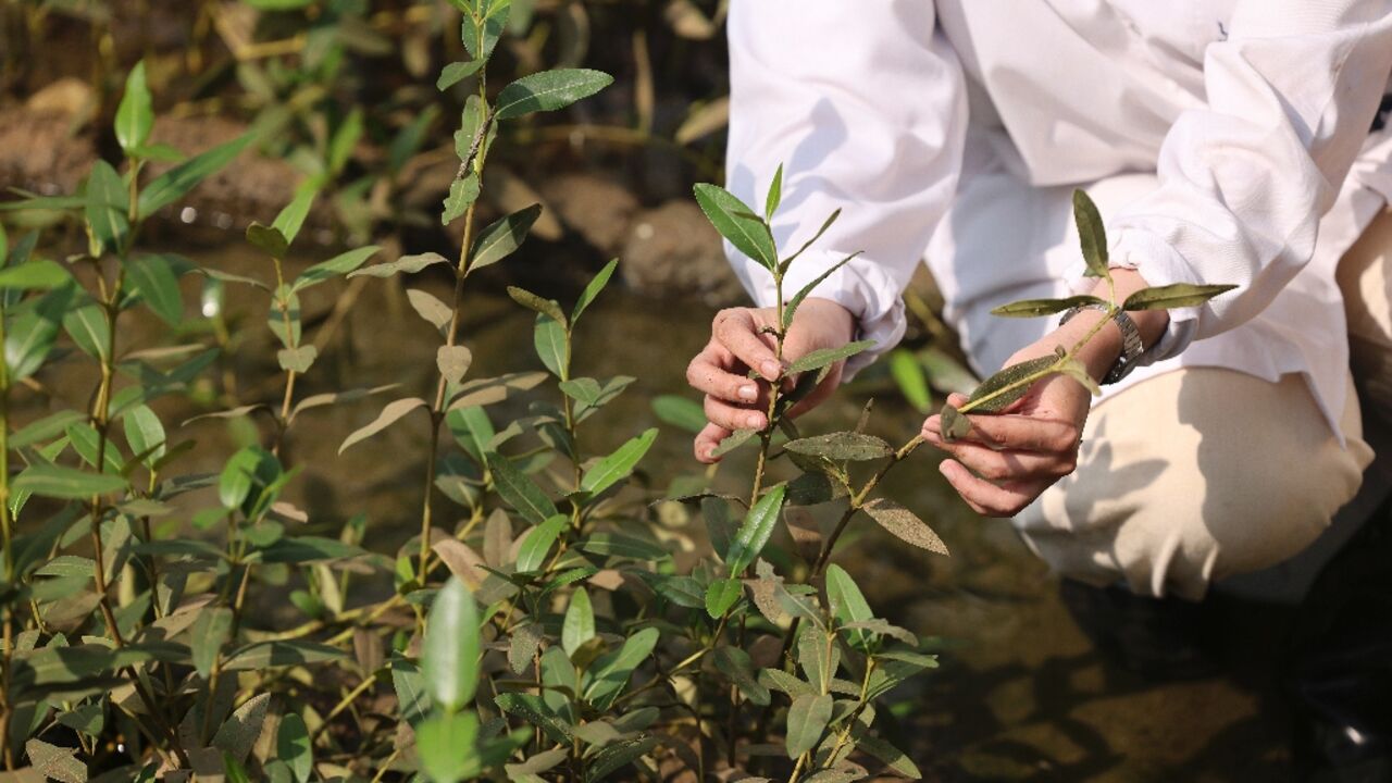 Israa al-Maskari, a student in environmental science, inspects mangroves in a nursery at Oman's Al-Qurm nature reserve