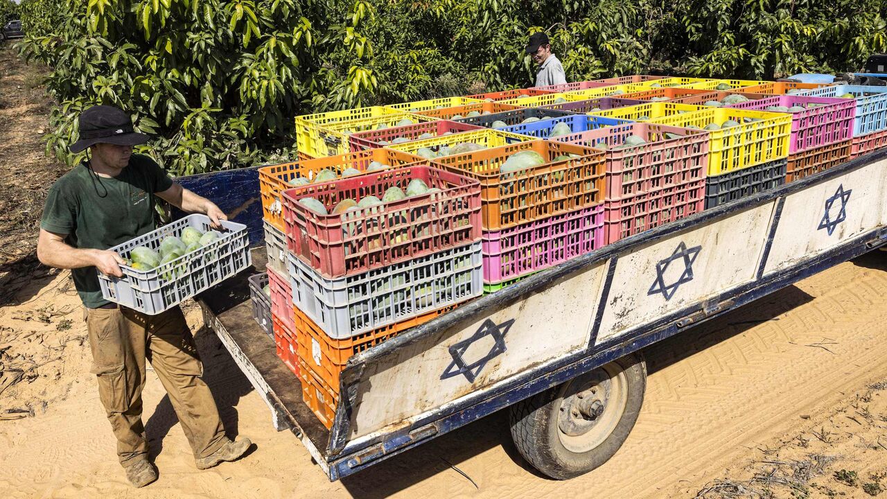 Israeli volunteers pack crates of mangoes.