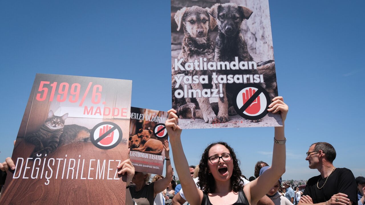 Animal right activists attend a protest against the ruling party AKP's bill aimed at removing stray dogs from the streets, on June 2, 2024, in Istanbul, Turkey.