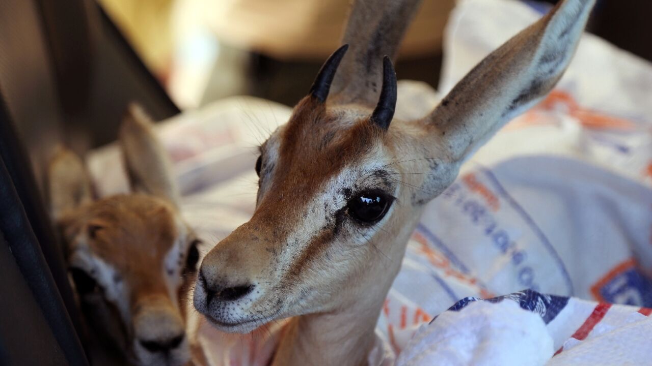 The slender-horned rhim gazelles, which are native to North Africa, have become an endangered species
