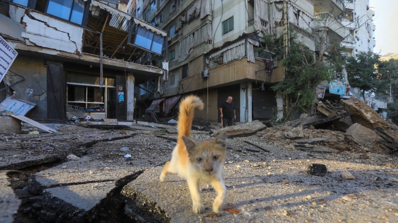 A kitten wanders on the site of an Israeli strike in Beirut's southern suburbs on October 4