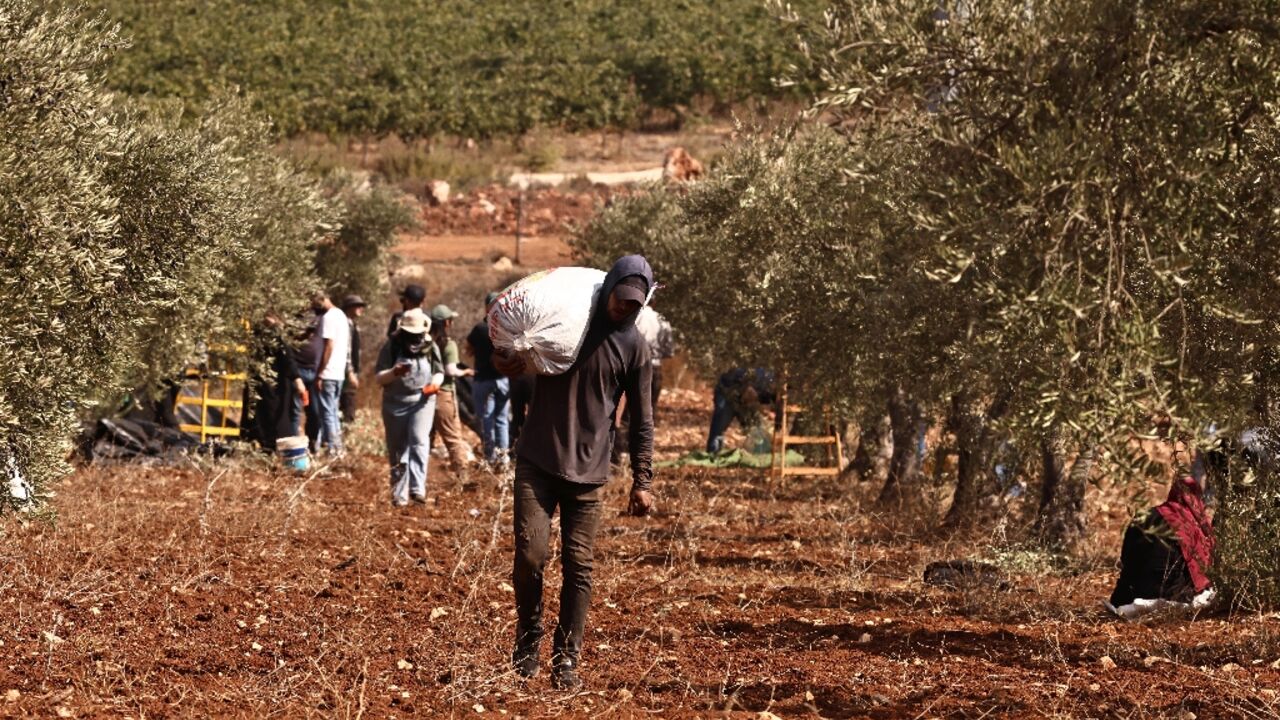 A Palestinian farmer carries a sack of olives during the harvest season in the village of Qusra, south of Nablus in the occupied West Bank