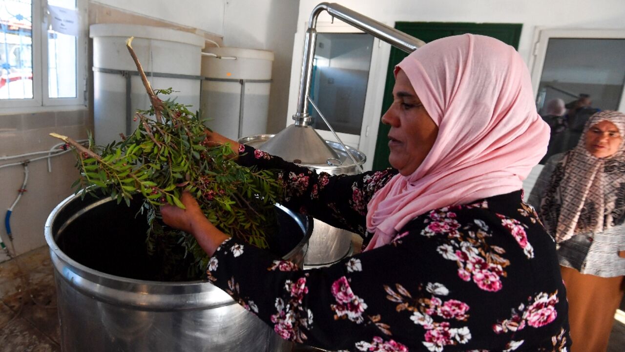 Extracting oils from plants at the "Al Baraka" laboratory in Tbainia