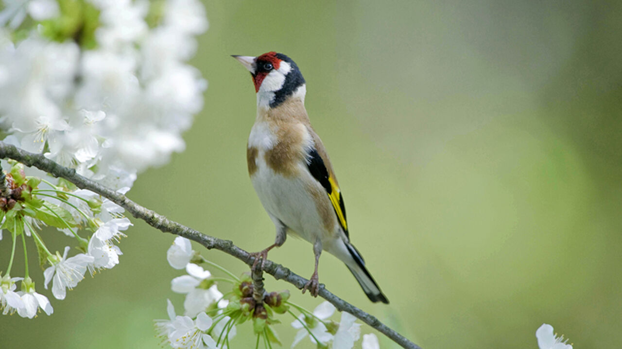 A Goldfinch (Carduelis carduelis) perches on a cherry branch in the village of Studencice April 22, 2009. REUTERS/Srdjan Zivulovic (SLOVENIA ANIMALS ENVIRONMENT) - RTXE94M
