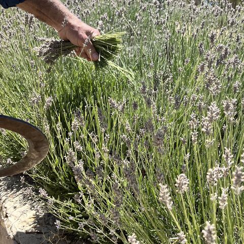 Rashid Hassan teaches visitors how to harvest lavender correctly.  